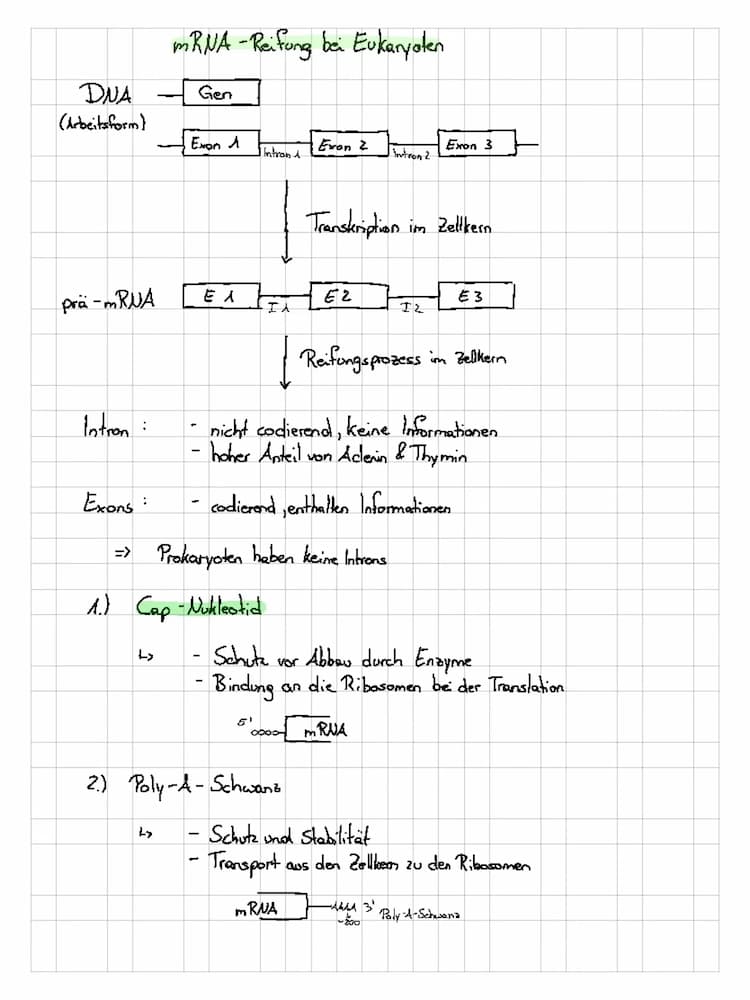 Know mRNA - Reifung bei Eukaryoten  thumbnail
