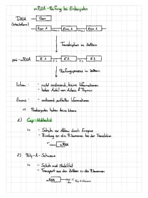 Know mRNA - Reifung bei Eukaryoten  thumbnail