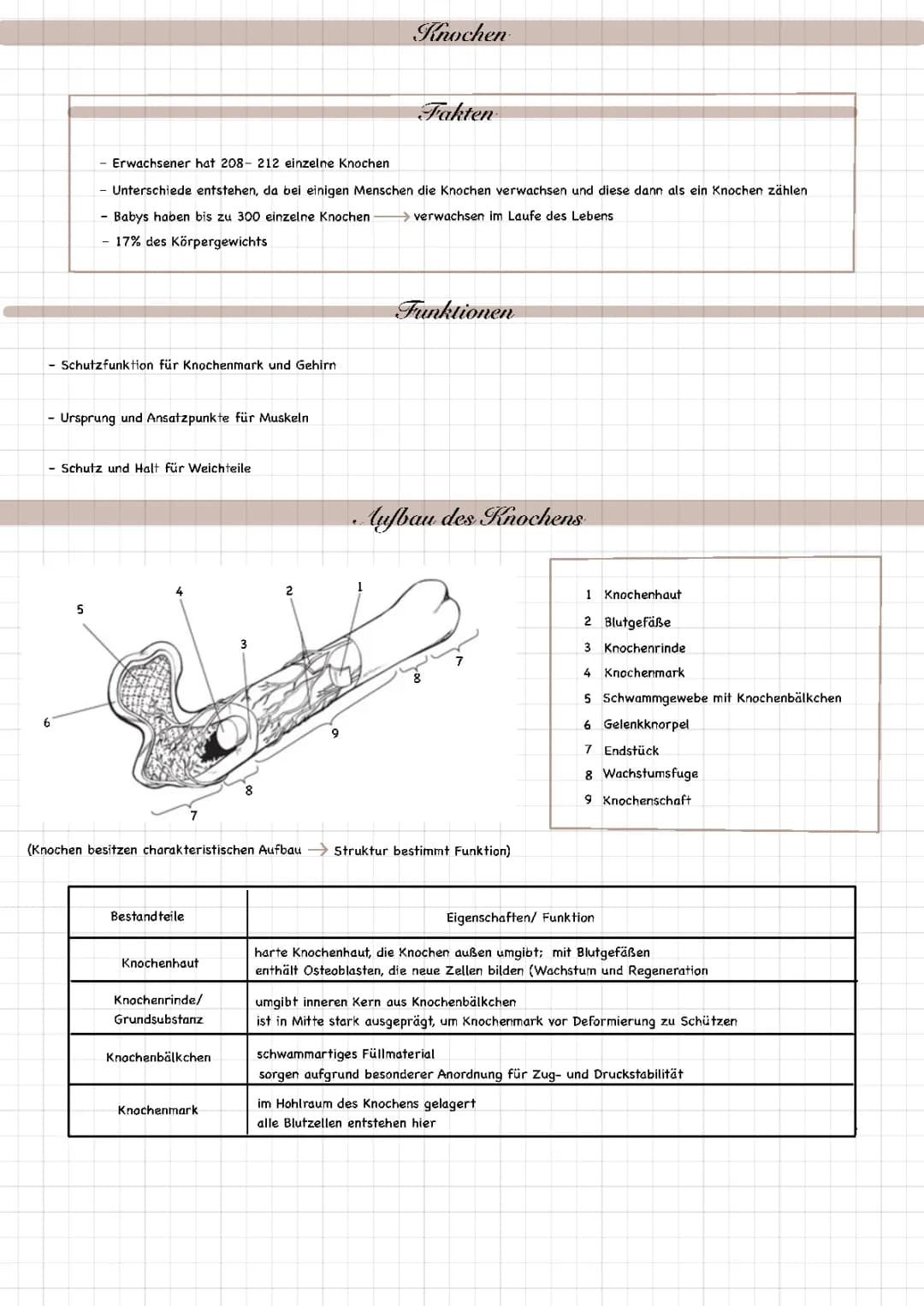 Knochen (passiver Bewegungsapparat)