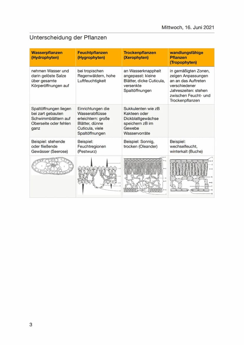 Biologie
abiotischer Faktor Wasser
Lebensraum (Tiere, Bakterien)
• Transportmittel (Stofftransport)
Reaktionsmittel (
Bedeutung/Funktionen:
