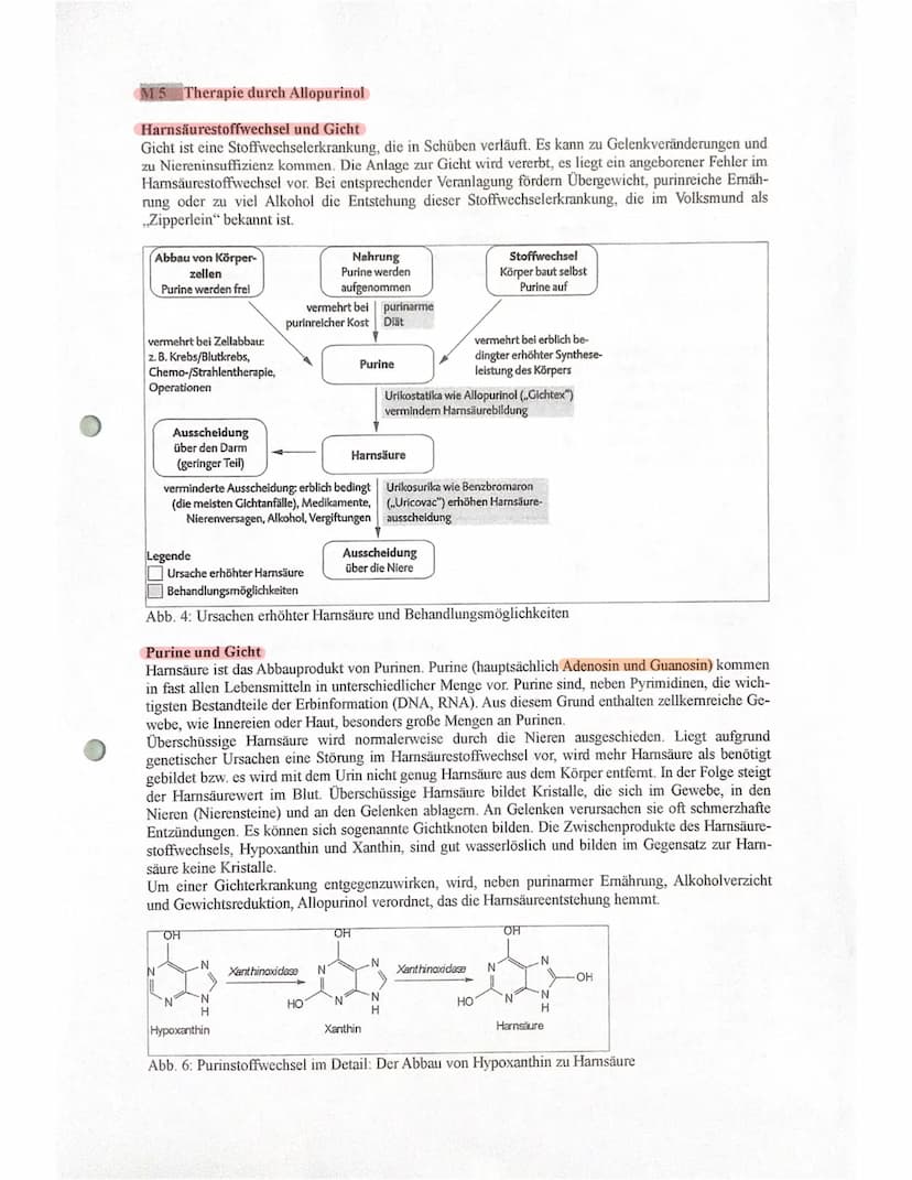 Gicht - eine Stoffwechselerkrankung
M1 Die Gicht (Hyperurikämie)
ist eine Stoffwechselerkrankung, die in Schüben verläuft und (bei unzureich