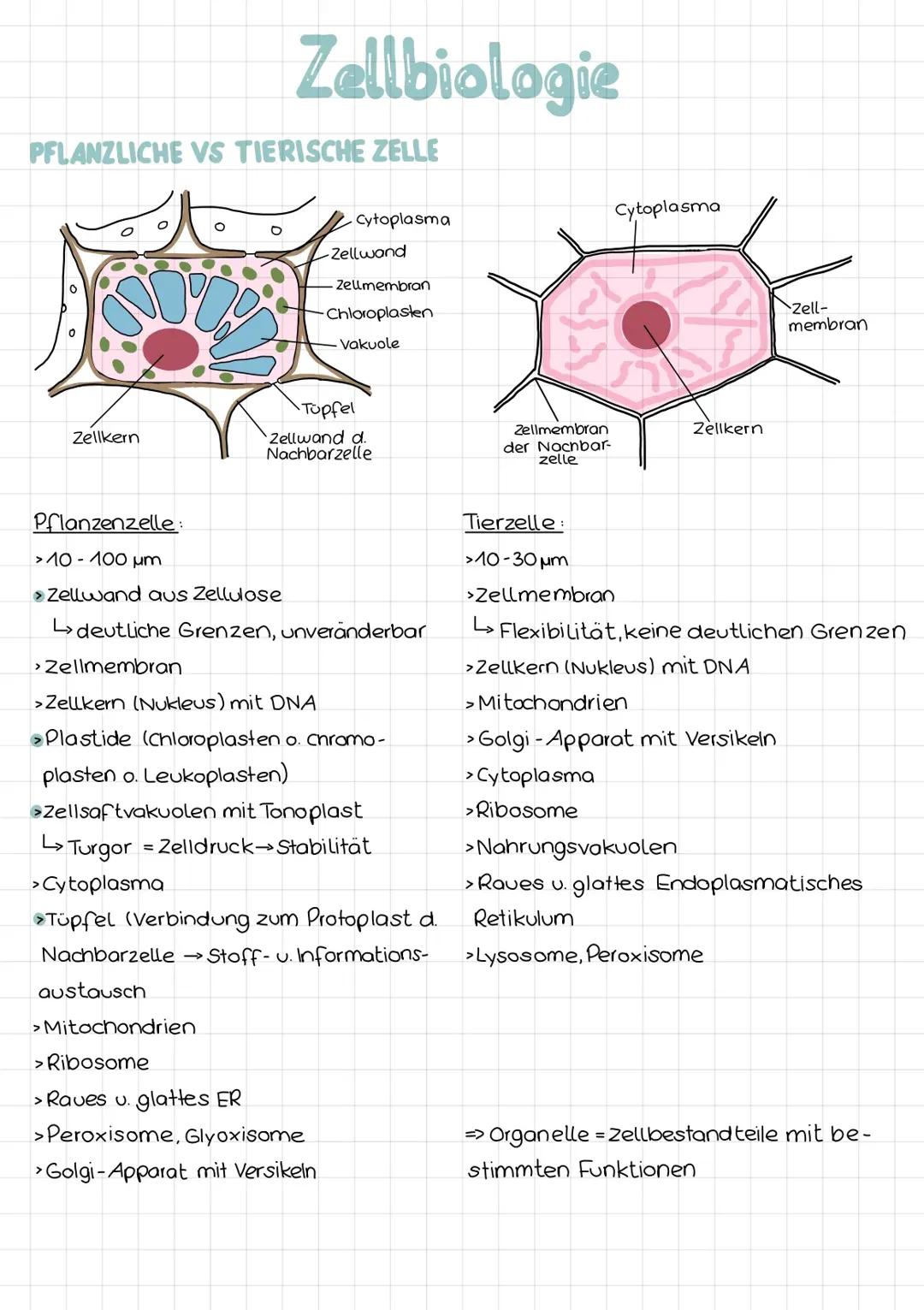Zellbiologie