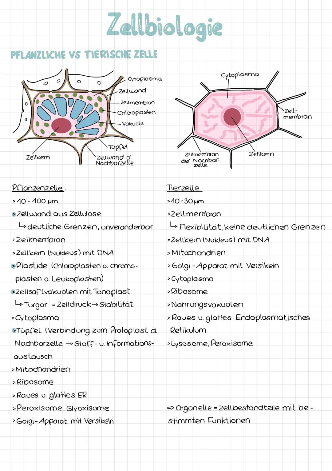 PFLANZLICHE VS TIERISCHE ZELLE
800
Zellbiologie
Zellkern
Cytoplasma
-Zellwand
-Zellmembran
Chloroplasten
- Vakuole
·Tüpfel
Zellwand d.
Nachb