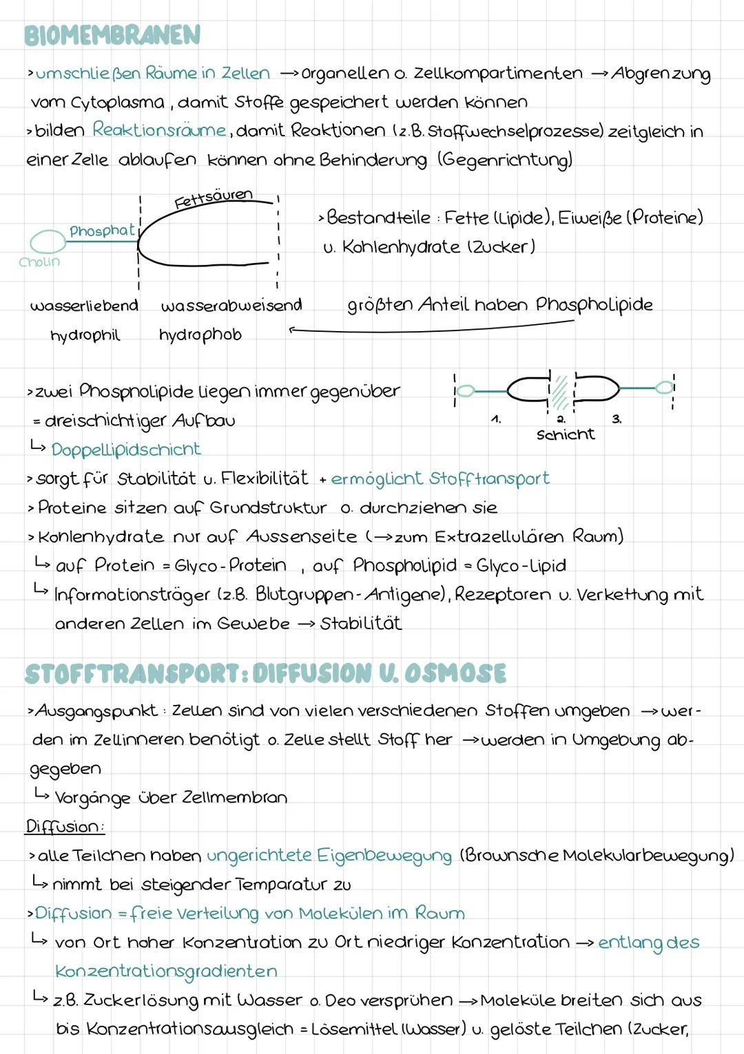 PFLANZLICHE VS TIERISCHE ZELLE
800
Zellbiologie
Zellkern
Cytoplasma
-Zellwand
-Zellmembran
Chloroplasten
- Vakuole
·Tüpfel
Zellwand d.
Nachb