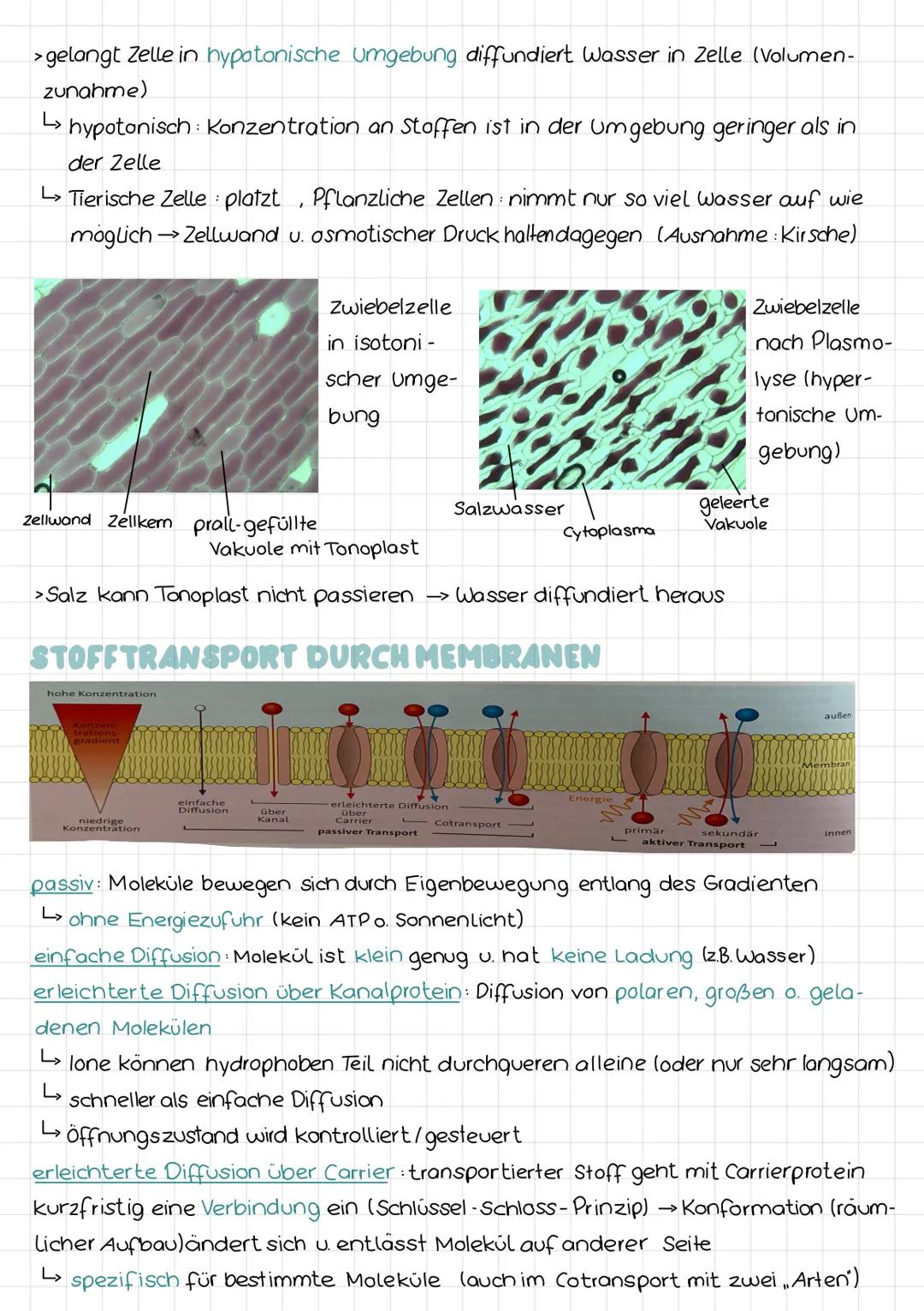 PFLANZLICHE VS TIERISCHE ZELLE
800
Zellbiologie
Zellkern
Cytoplasma
-Zellwand
-Zellmembran
Chloroplasten
- Vakuole
·Tüpfel
Zellwand d.
Nachb