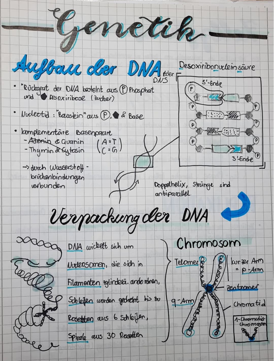 Genetik
Aufbau der DNA. Descrivibonuclein aure
DNS
5'-Ende
●
●
●
"Rückgrat der DNA besteht aus P Phosphat
und
Desoxiribose (Zucker)
Nucleoti
