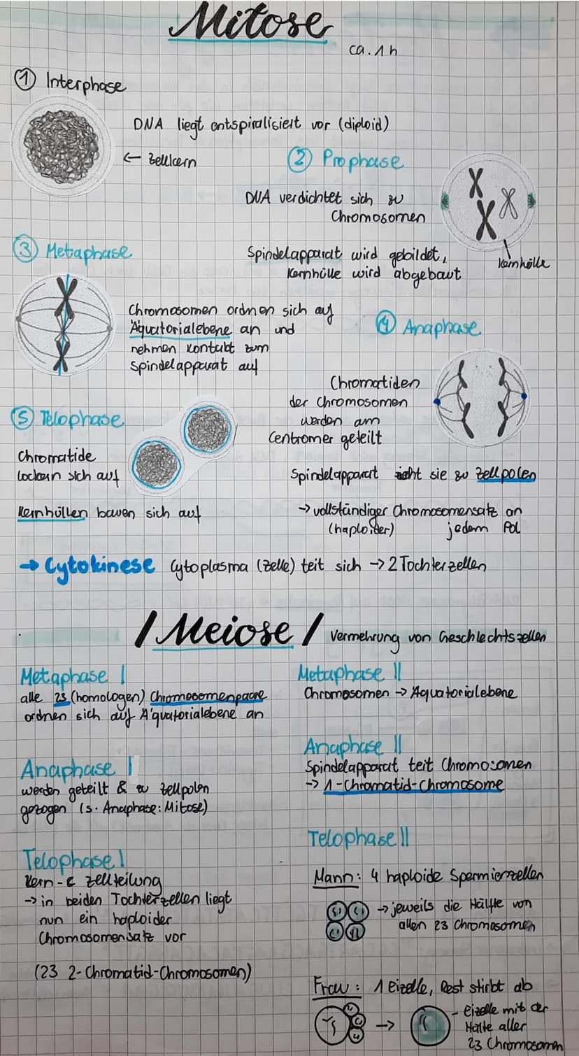 Genetik
Aufbau der DNA. Descrivibonuclein aure
DNS
5'-Ende
●
●
●
"Rückgrat der DNA besteht aus P Phosphat
und
Desoxiribose (Zucker)
Nucleoti