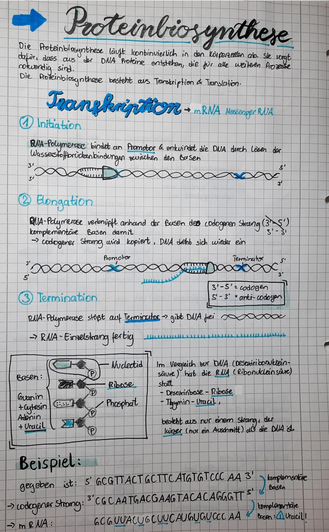 Genetik
Aufbau der DNA. Descrivibonuclein aure
DNS
5'-Ende
●
●
●
"Rückgrat der DNA besteht aus P Phosphat
und
Desoxiribose (Zucker)
Nucleoti