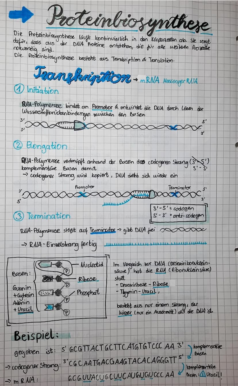 Genetik
Aufbau der DNA. Descrivibonuclein aure
DNS
5'-Ende
●
●
●
"Rückgrat der DNA besteht aus P Phosphat
und
Desoxiribose (Zucker)
Nucleoti