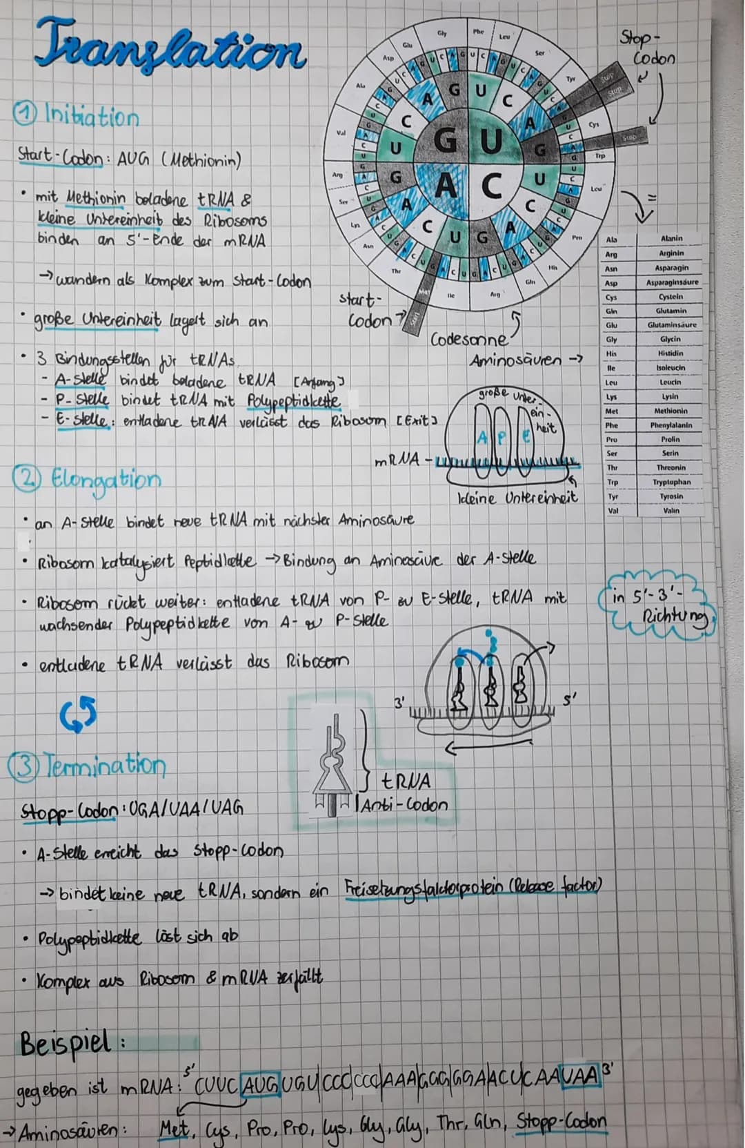 Genetik
Aufbau der DNA. Descrivibonuclein aure
DNS
5'-Ende
●
●
●
"Rückgrat der DNA besteht aus P Phosphat
und
Desoxiribose (Zucker)
Nucleoti