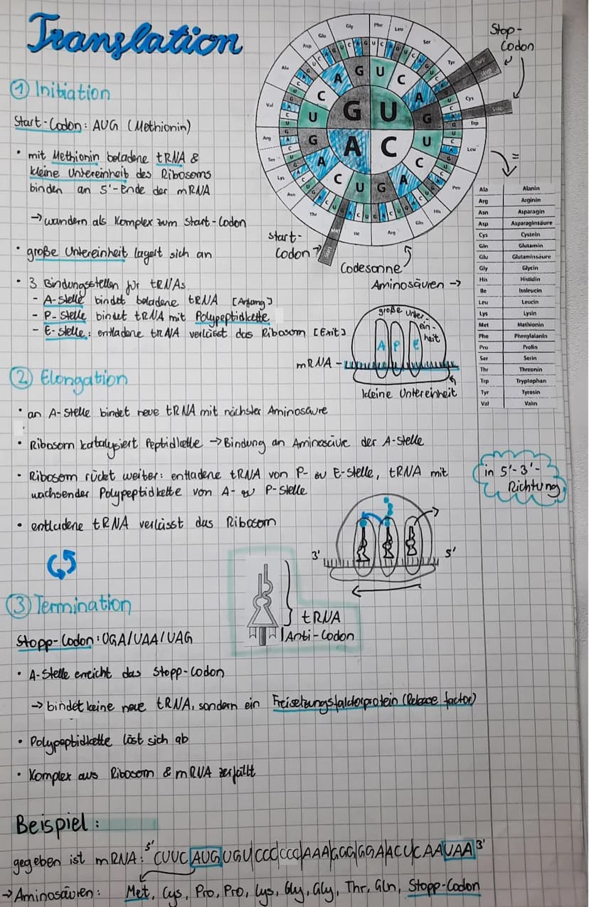 Genetik
Aufbau der DNA. Descrivibonuclein aure
DNS
5'-Ende
●
●
●
"Rückgrat der DNA besteht aus P Phosphat
und
Desoxiribose (Zucker)
Nucleoti