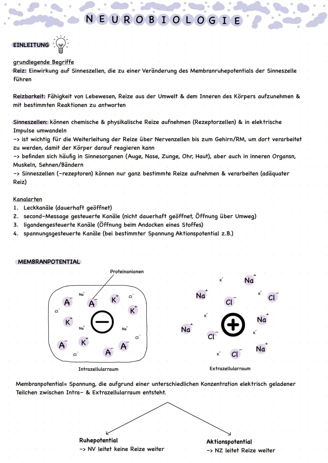 Neueobiologie Vorabi/Abitur