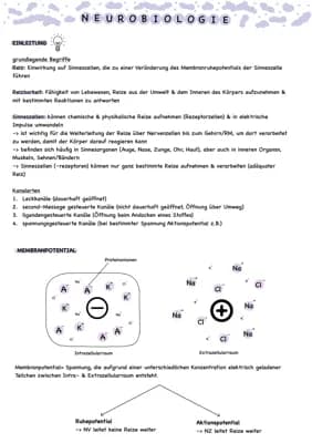 Know Neueobiologie Vorabi/Abitur thumbnail