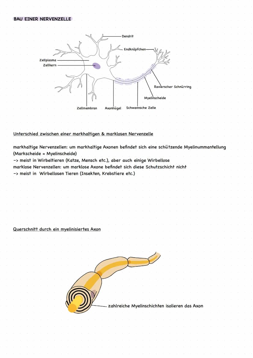 EINLEITUNG
grundlegende Begriffe
Reiz: Einwirkung auf Sinneszellen, die zu einer Veränderung des Membranruhepotentials der Sinneszelle
führe