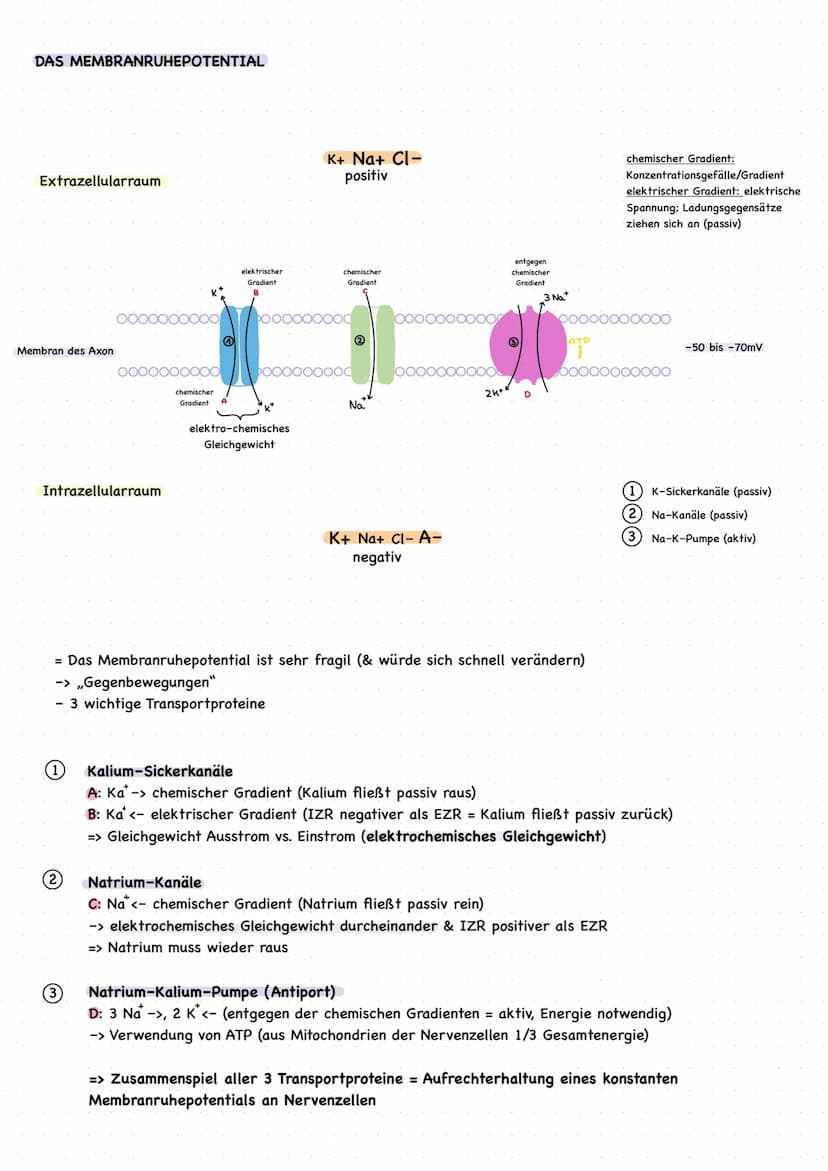 EINLEITUNG
grundlegende Begriffe
Reiz: Einwirkung auf Sinneszellen, die zu einer Veränderung des Membranruhepotentials der Sinneszelle
führe