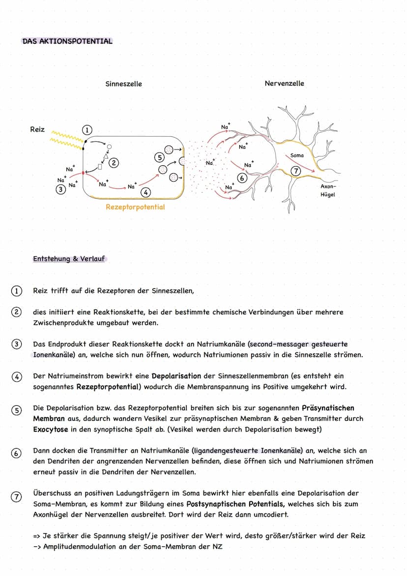 EINLEITUNG
grundlegende Begriffe
Reiz: Einwirkung auf Sinneszellen, die zu einer Veränderung des Membranruhepotentials der Sinneszelle
führe