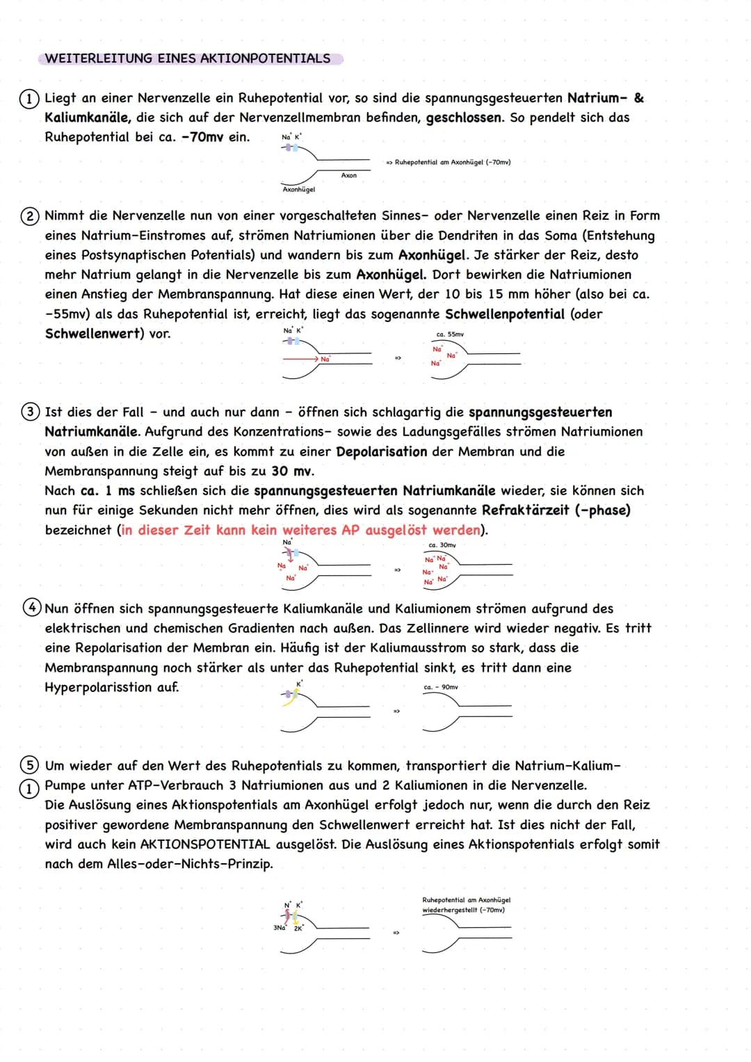EINLEITUNG
grundlegende Begriffe
Reiz: Einwirkung auf Sinneszellen, die zu einer Veränderung des Membranruhepotentials der Sinneszelle
führe