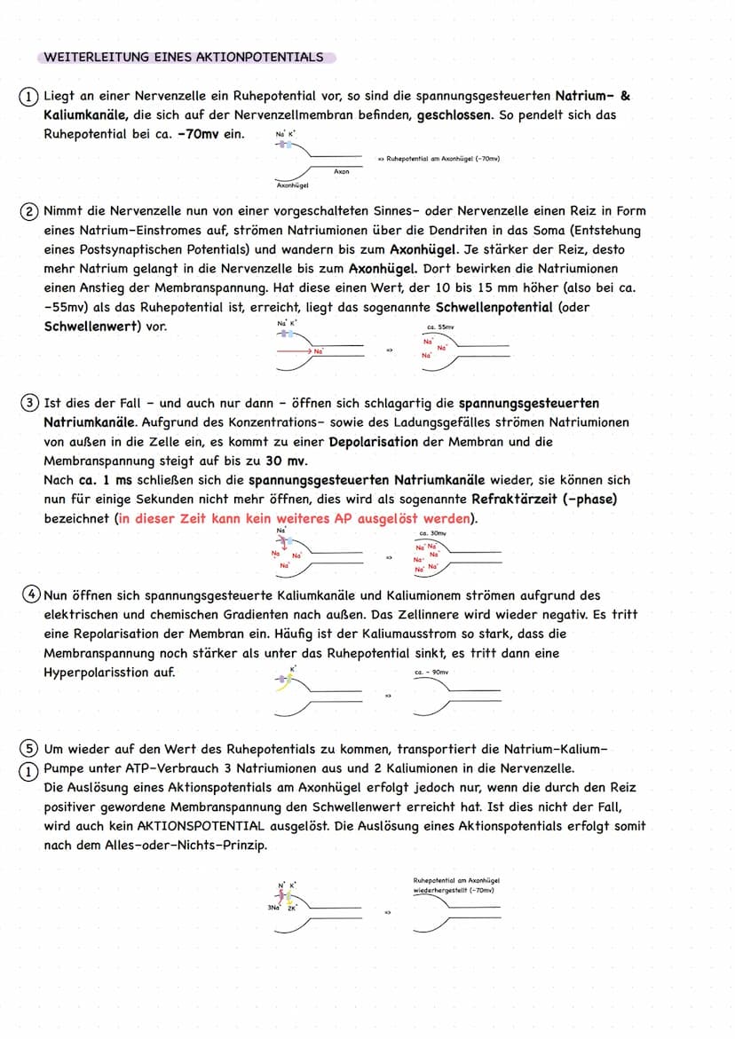 EINLEITUNG
grundlegende Begriffe
Reiz: Einwirkung auf Sinneszellen, die zu einer Veränderung des Membranruhepotentials der Sinneszelle
führe