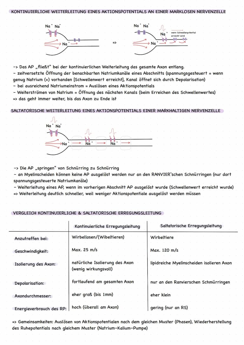 EINLEITUNG
grundlegende Begriffe
Reiz: Einwirkung auf Sinneszellen, die zu einer Veränderung des Membranruhepotentials der Sinneszelle
führe