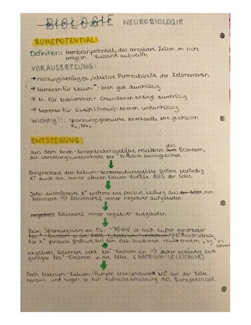 BIOLOGIE NEUROBIOLOGIE
NERVENZELLEN:
Zell
Zelikem
zaimembran
Zellkörper (Soma)
Axenhügel
Dendriten.
Gliarellen
Lücken aut.
.dem Axon.
Geschw