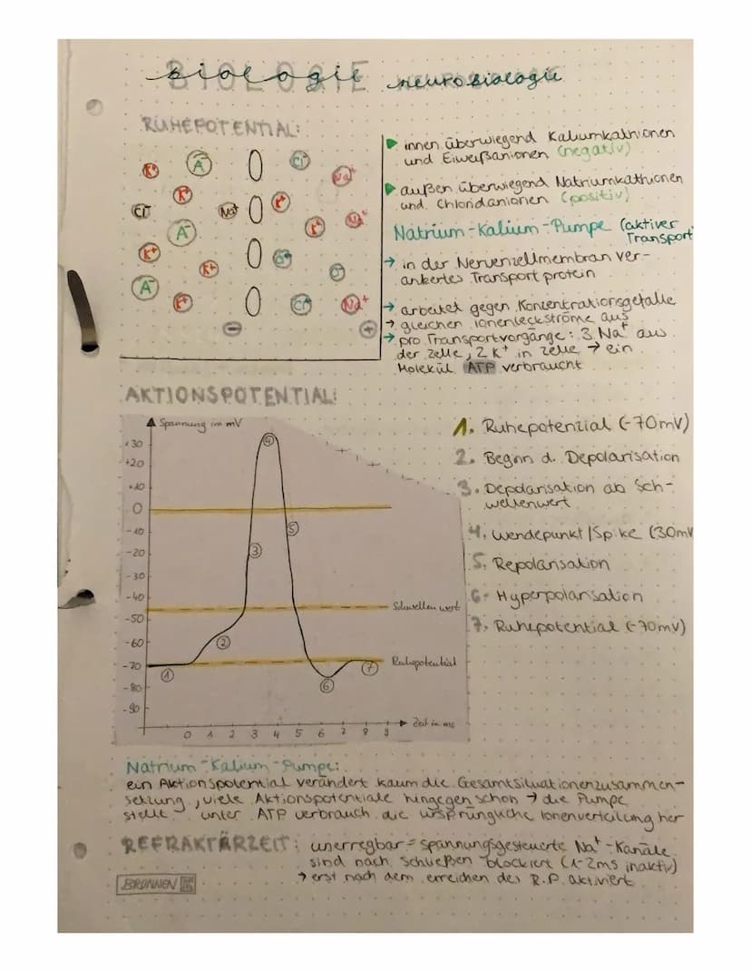 BIOLOGIE NEUROBIOLOGIE
NERVENZELLEN:
Zell
Zelikem
zaimembran
Zellkörper (Soma)
Axenhügel
Dendriten.
Gliarellen
Lücken aut.
.dem Axon.
Geschw