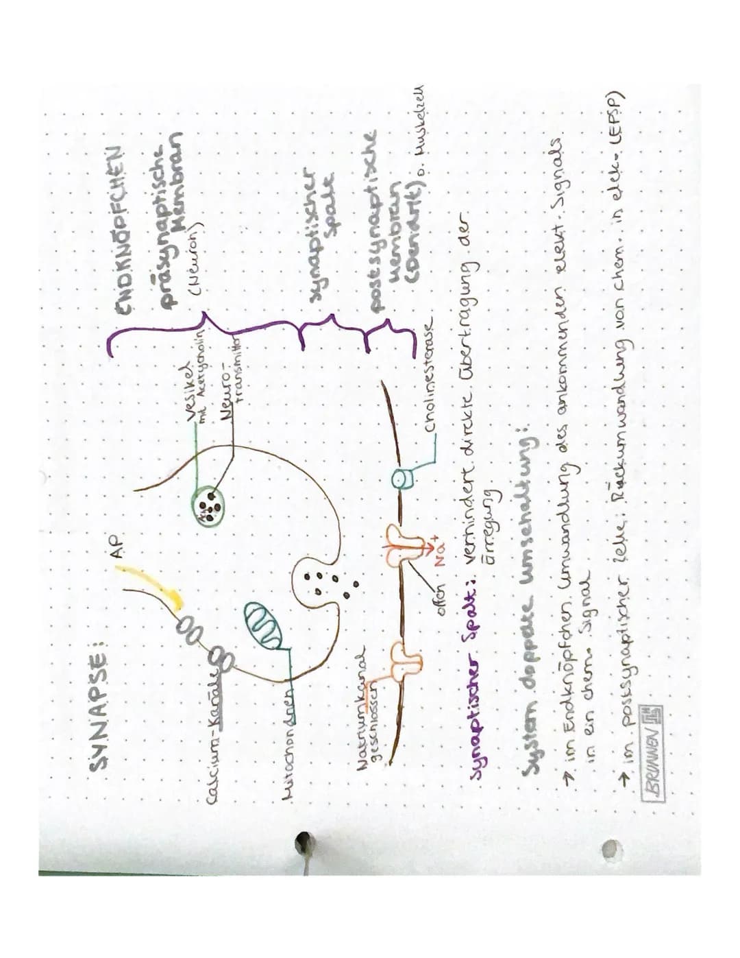 BIOLOGIE NEUROBIOLOGIE
NERVENZELLEN:
Zell
Zelikem
zaimembran
Zellkörper (Soma)
Axenhügel
Dendriten.
Gliarellen
Lücken aut.
.dem Axon.
Geschw