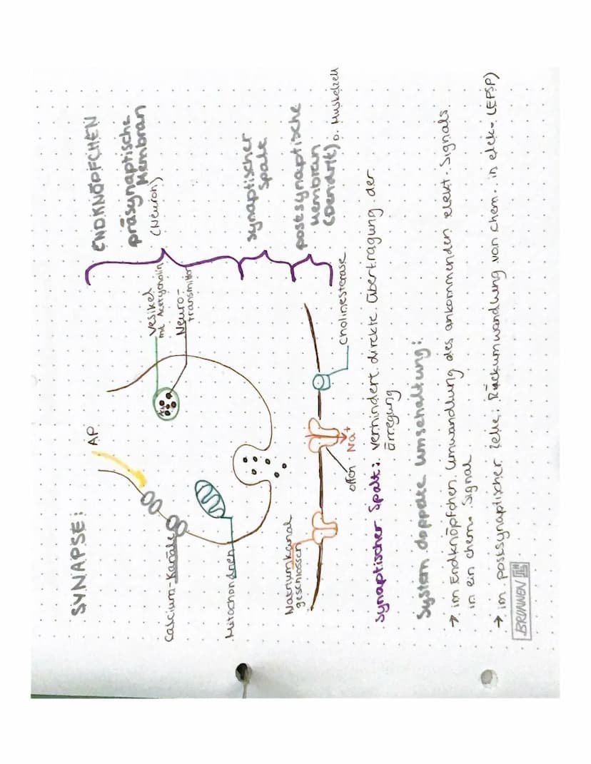 BIOLOGIE NEUROBIOLOGIE
NERVENZELLEN:
Zell
Zelikem
zaimembran
Zellkörper (Soma)
Axenhügel
Dendriten.
Gliarellen
Lücken aut.
.dem Axon.
Geschw