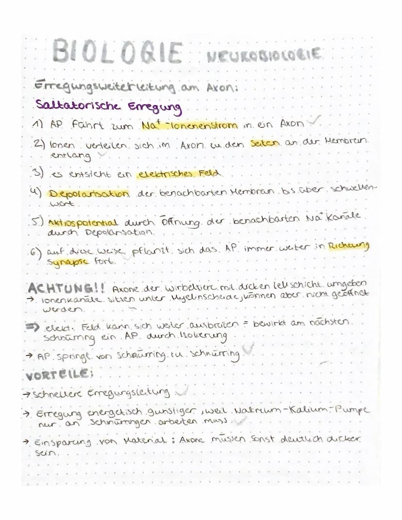 BIOLOGIE NEUROBIOLOGIE
NERVENZELLEN:
Zell
Zelikem
zaimembran
Zellkörper (Soma)
Axenhügel
Dendriten.
Gliarellen
Lücken aut.
.dem Axon.
Geschw