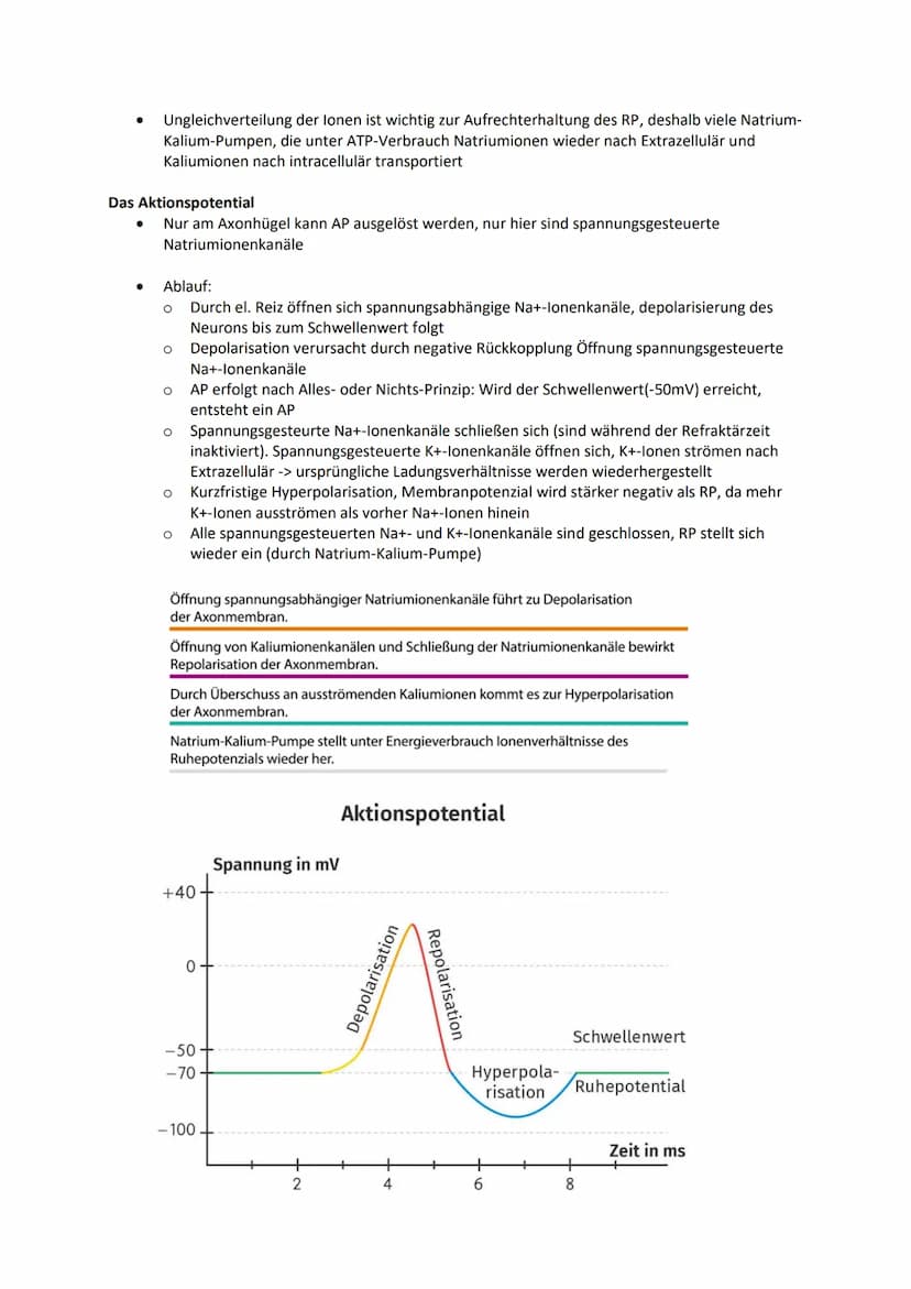 Nervensystem
Nervenzelle zeichnen und beschriften
Dendriten
Zellkörper (Soma)
Axonhügel
Axon
Schwannsche Zellen
Ranviersche Schnürringe
Endk