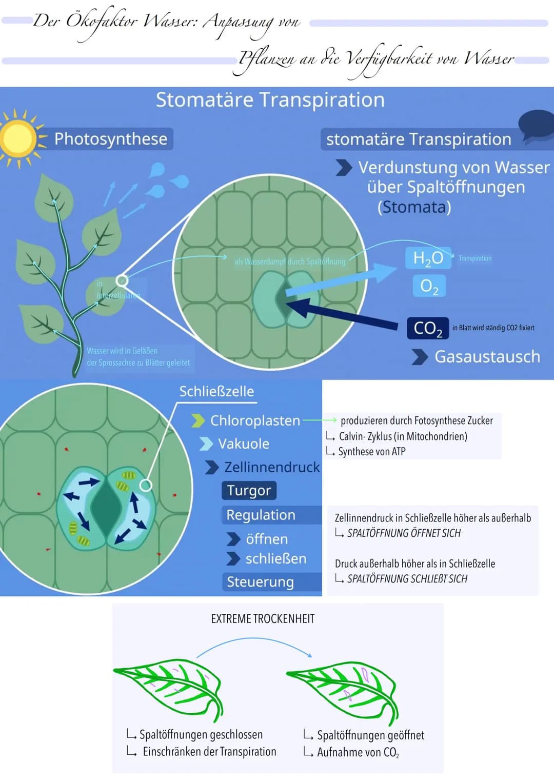Der
Ökofaktor Wasser: Anpassung
Pflanzen
Photosynthese
terzellulare
Stomatäre Transpiration
Wasser wird in Gefäßen
der Sprossachse zu Blätte