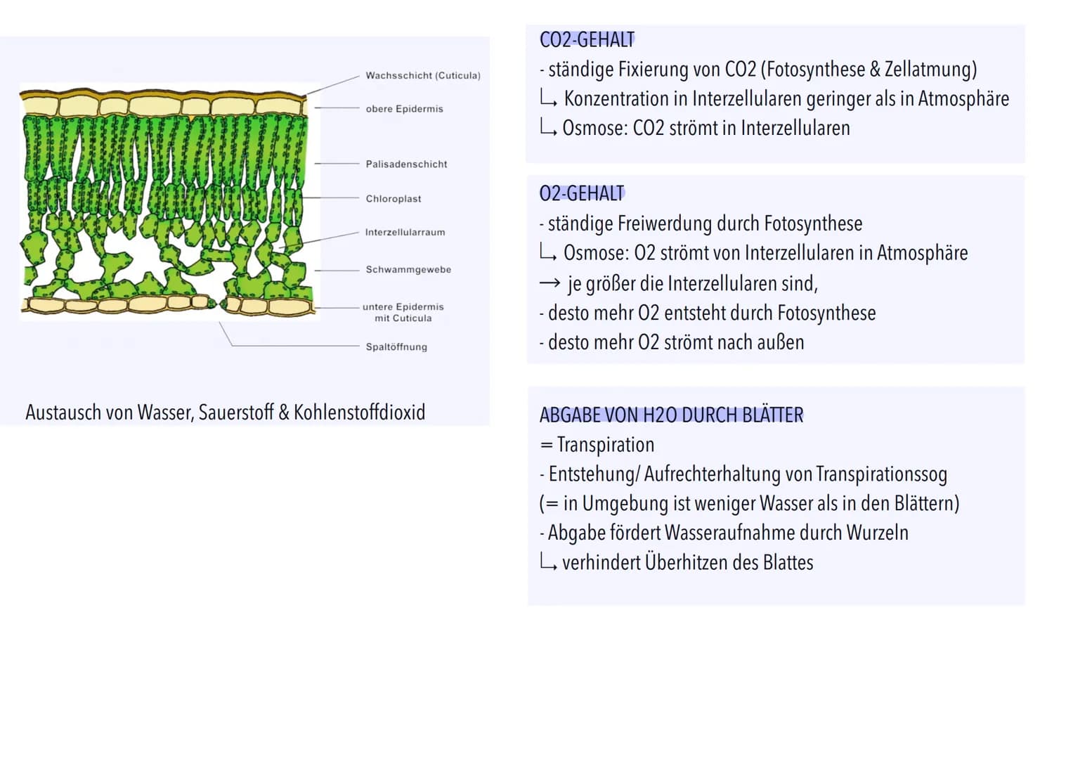 Der
Ökofaktor Wasser: Anpassung
Pflanzen
Photosynthese
terzellulare
Stomatäre Transpiration
Wasser wird in Gefäßen
der Sprossachse zu Blätte