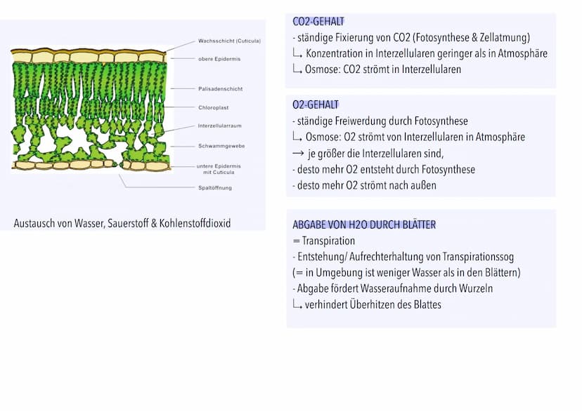 Der
Ökofaktor Wasser: Anpassung
Pflanzen
Photosynthese
terzellulare
Stomatäre Transpiration
Wasser wird in Gefäßen
der Sprossachse zu Blätte
