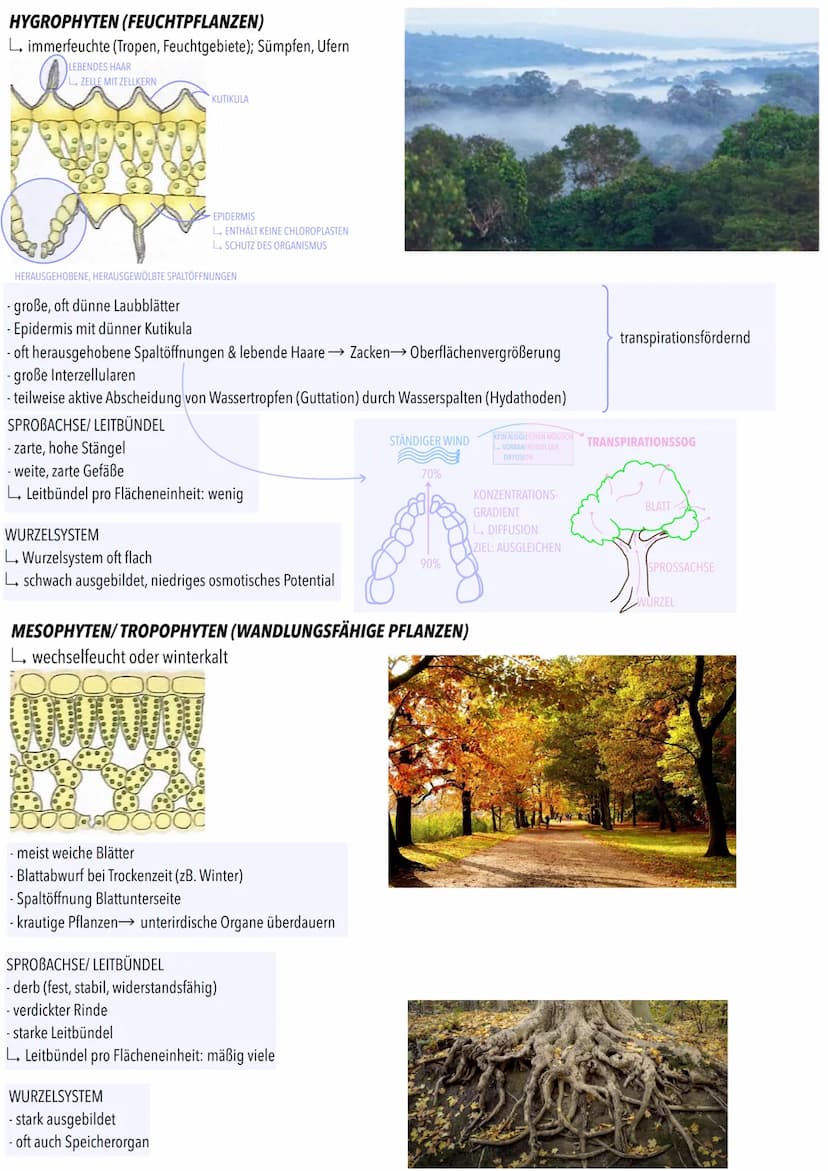 Der
Ökofaktor Wasser: Anpassung
Pflanzen
Photosynthese
terzellulare
Stomatäre Transpiration
Wasser wird in Gefäßen
der Sprossachse zu Blätte