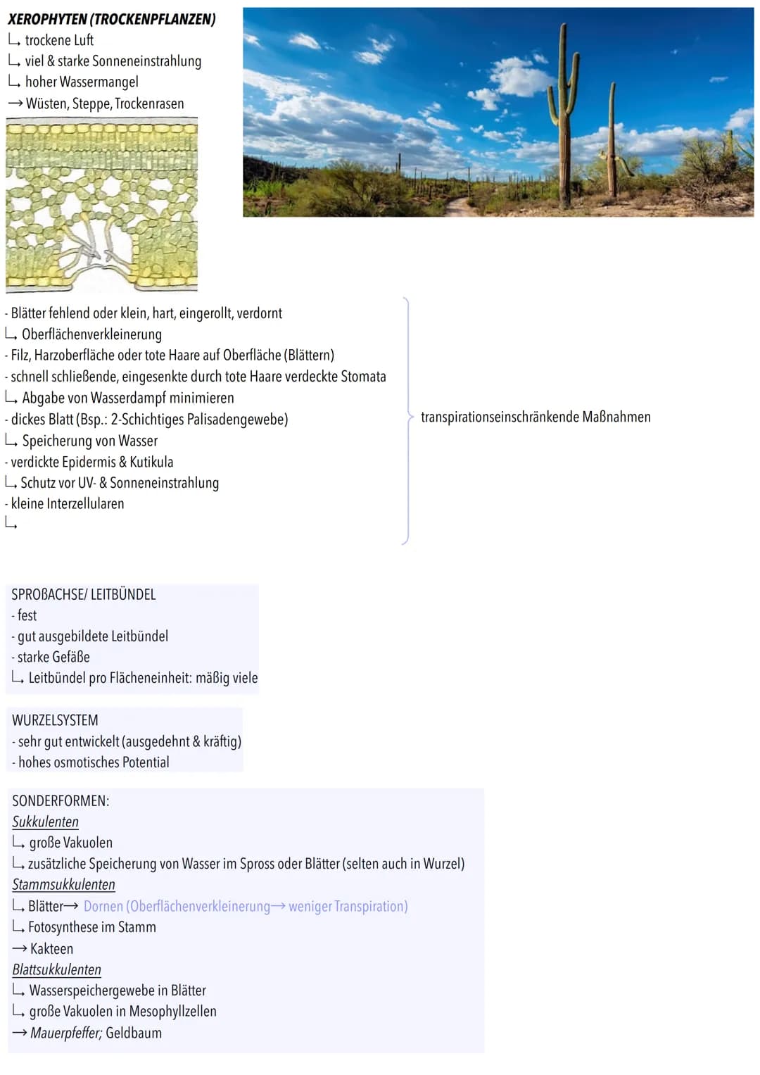 Der
Ökofaktor Wasser: Anpassung
Pflanzen
Photosynthese
terzellulare
Stomatäre Transpiration
Wasser wird in Gefäßen
der Sprossachse zu Blätte