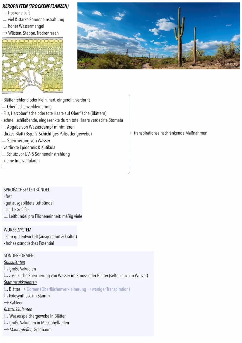 Der
Ökofaktor Wasser: Anpassung
Pflanzen
Photosynthese
terzellulare
Stomatäre Transpiration
Wasser wird in Gefäßen
der Sprossachse zu Blätte