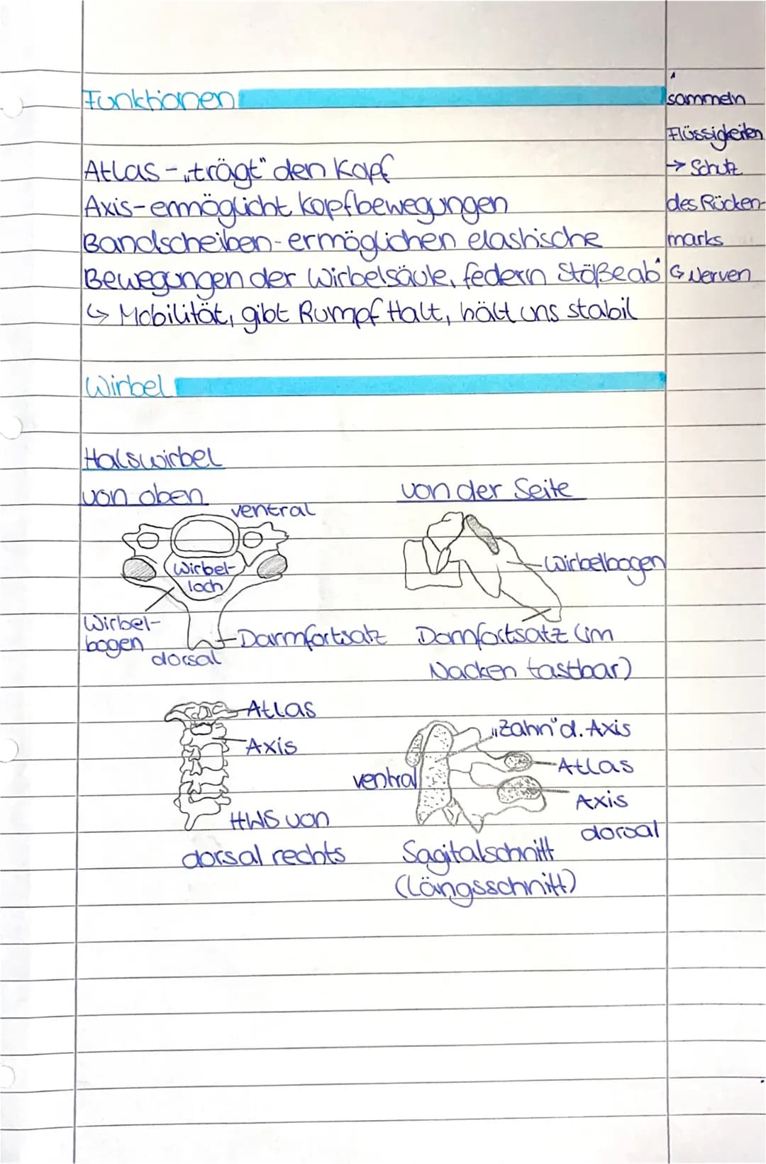 O
Die Wirbelsäule
Aufbaul
Wirbel-Vertebrae
obersten Wirbel-Atllas, Axis
17 Halswirbel
Brustbein
Rippen
12 Brust-
wirbel
5 Lendenwirbel
Hüftb