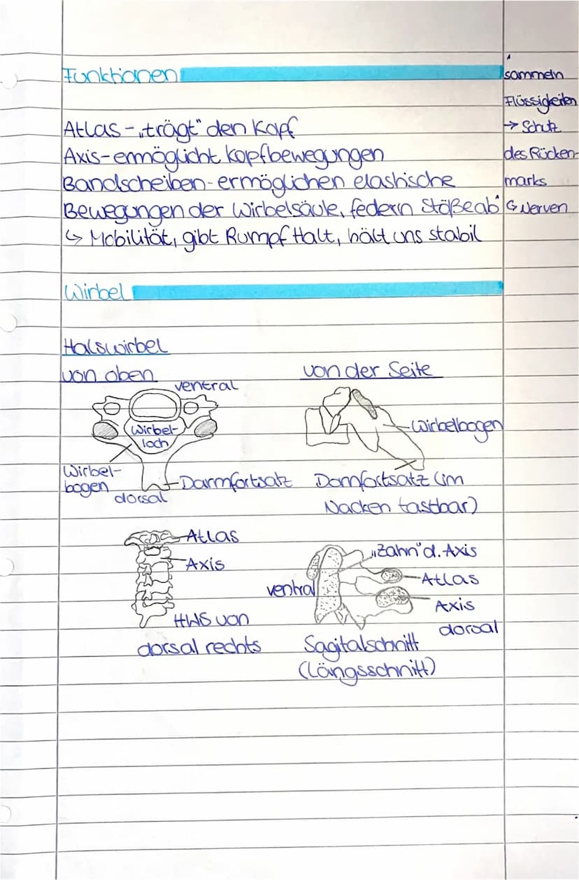 O
Die Wirbelsäule
Aufbaul
Wirbel-Vertebrae
obersten Wirbel-Atllas, Axis
17 Halswirbel
Brustbein
Rippen
12 Brust-
wirbel
5 Lendenwirbel
Hüftb