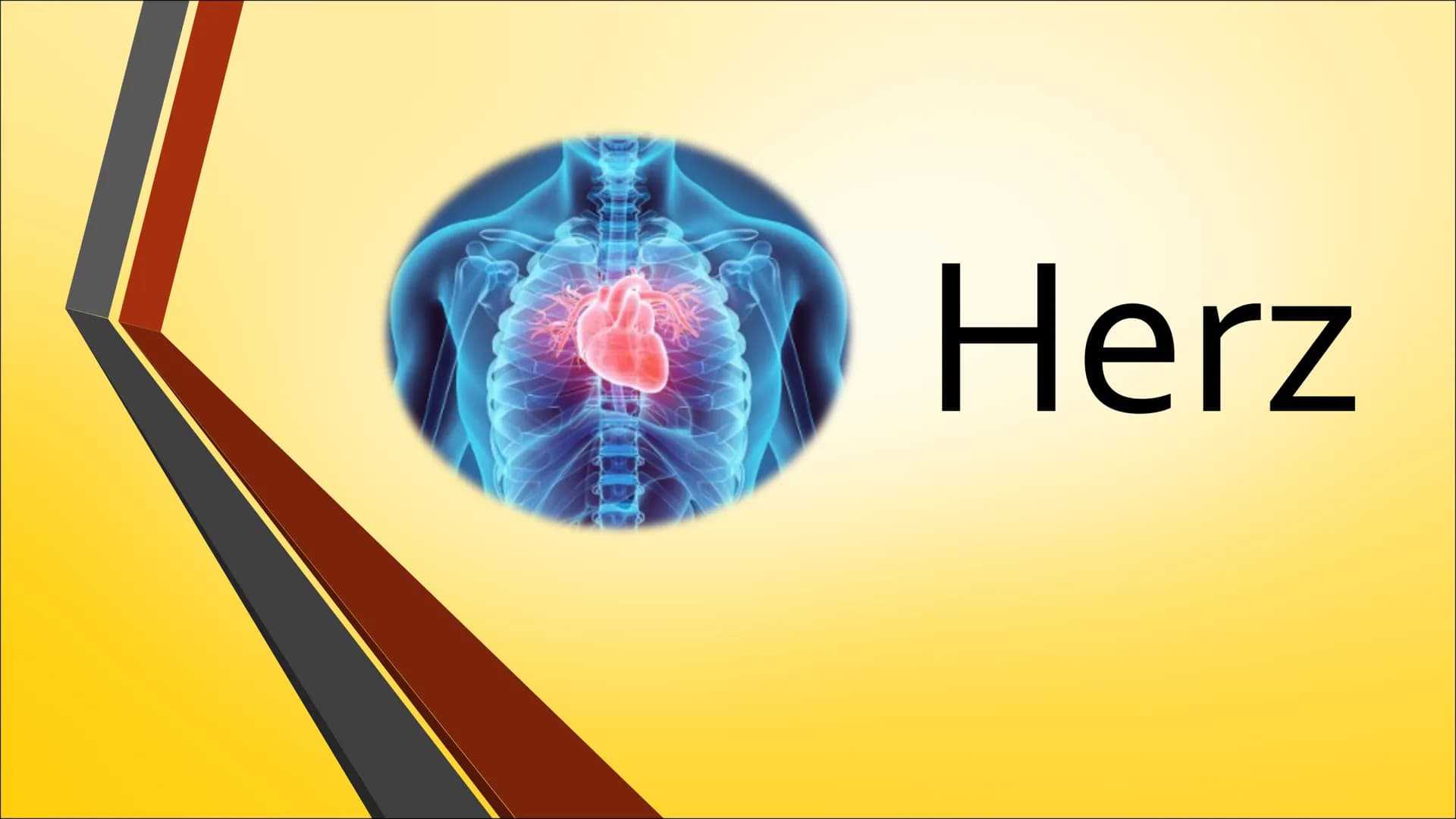 Herz ●
Anatomie (Aufbau)
Physiologie (Funktion)
Herzerkrankungen
● Herzeingriffe
Inhaltsverzeichnis
Quiz Anatomie Steckbrief
• Grösse: gesch