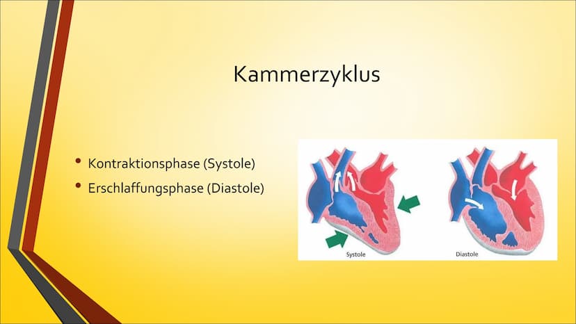 Herz ●
Anatomie (Aufbau)
Physiologie (Funktion)
Herzerkrankungen
● Herzeingriffe
Inhaltsverzeichnis
Quiz Anatomie Steckbrief
• Grösse: gesch
