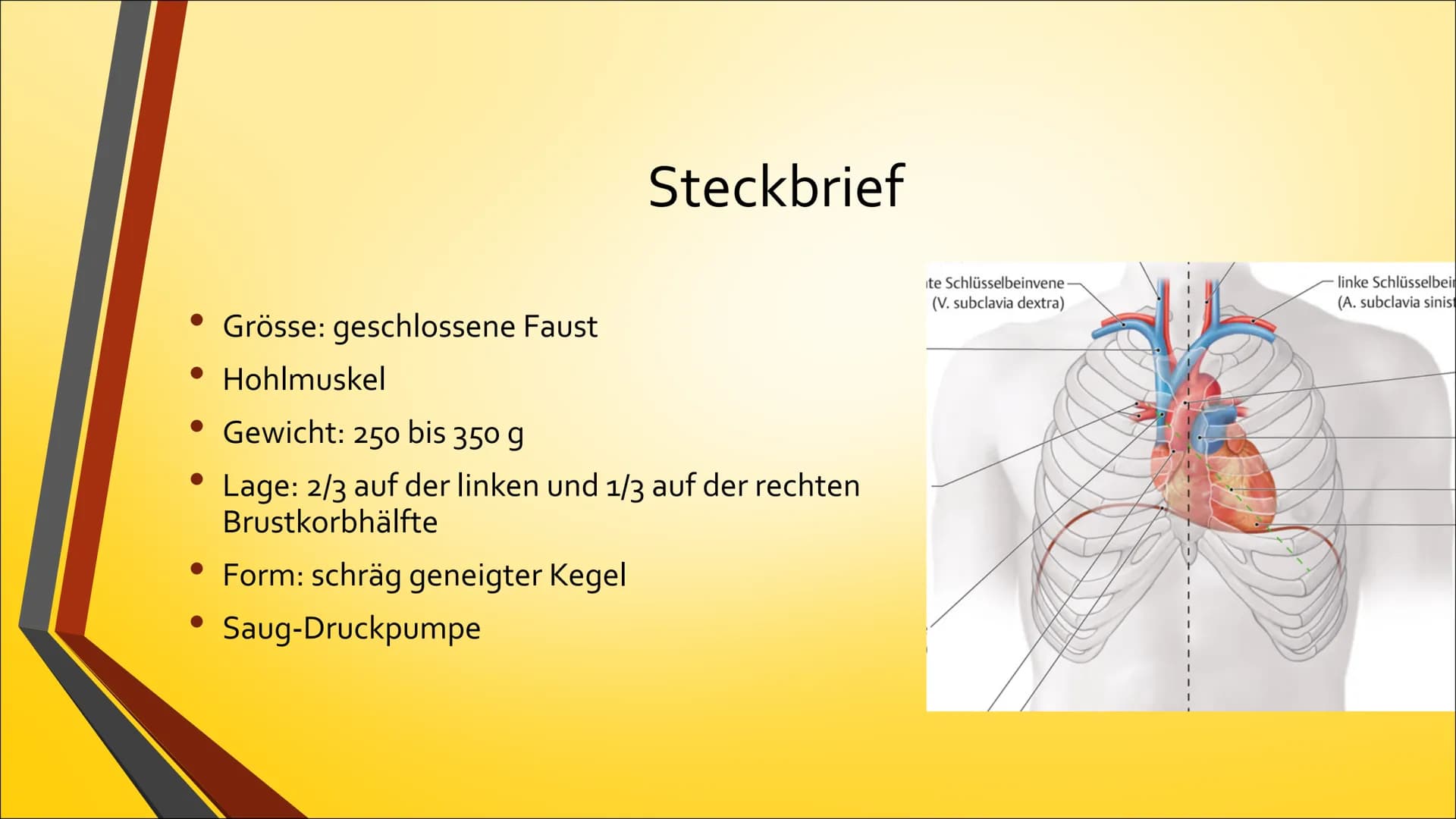 Herz ●
Anatomie (Aufbau)
Physiologie (Funktion)
Herzerkrankungen
● Herzeingriffe
Inhaltsverzeichnis
Quiz Anatomie Steckbrief
• Grösse: gesch