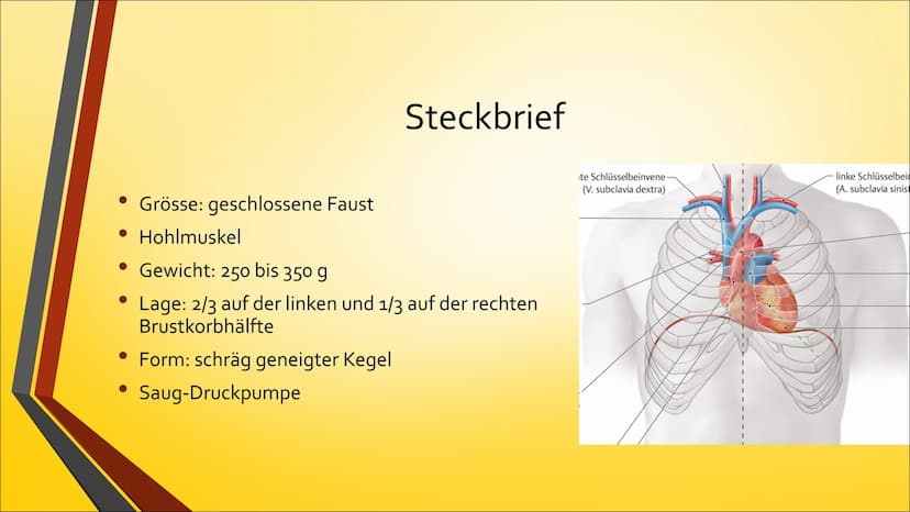 Herz ●
Anatomie (Aufbau)
Physiologie (Funktion)
Herzerkrankungen
● Herzeingriffe
Inhaltsverzeichnis
Quiz Anatomie Steckbrief
• Grösse: gesch
