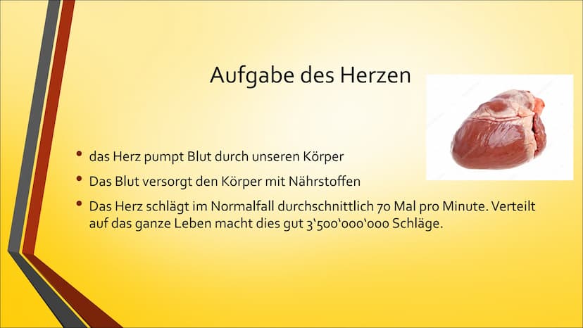 Herz ●
Anatomie (Aufbau)
Physiologie (Funktion)
Herzerkrankungen
● Herzeingriffe
Inhaltsverzeichnis
Quiz Anatomie Steckbrief
• Grösse: gesch
