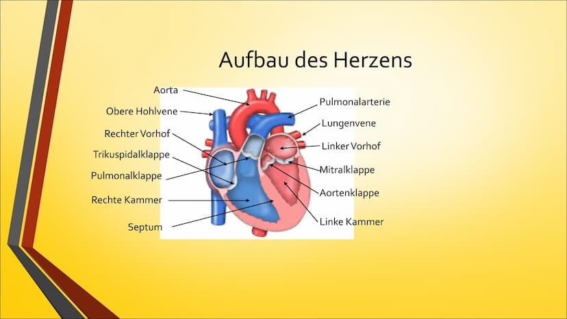 Herz ●
Anatomie (Aufbau)
Physiologie (Funktion)
Herzerkrankungen
● Herzeingriffe
Inhaltsverzeichnis
Quiz Anatomie Steckbrief
• Grösse: gesch