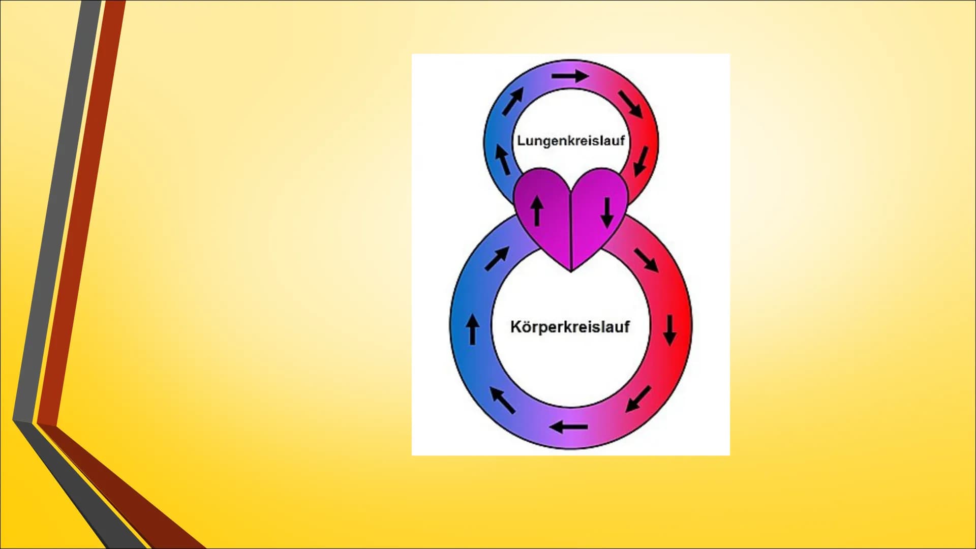 Herz ●
Anatomie (Aufbau)
Physiologie (Funktion)
Herzerkrankungen
● Herzeingriffe
Inhaltsverzeichnis
Quiz Anatomie Steckbrief
• Grösse: gesch