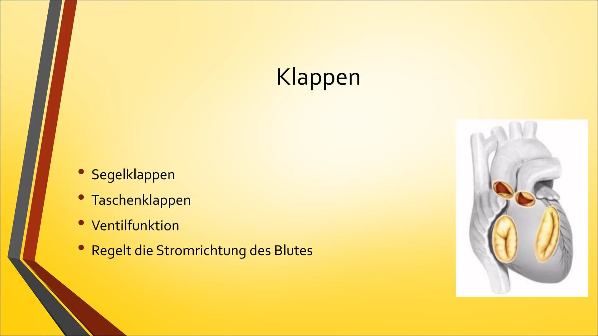 Herz ●
Anatomie (Aufbau)
Physiologie (Funktion)
Herzerkrankungen
● Herzeingriffe
Inhaltsverzeichnis
Quiz Anatomie Steckbrief
• Grösse: gesch