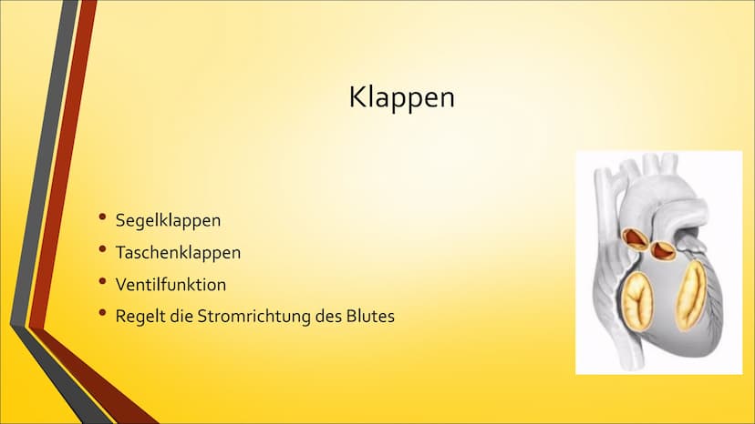 Herz ●
Anatomie (Aufbau)
Physiologie (Funktion)
Herzerkrankungen
● Herzeingriffe
Inhaltsverzeichnis
Quiz Anatomie Steckbrief
• Grösse: gesch