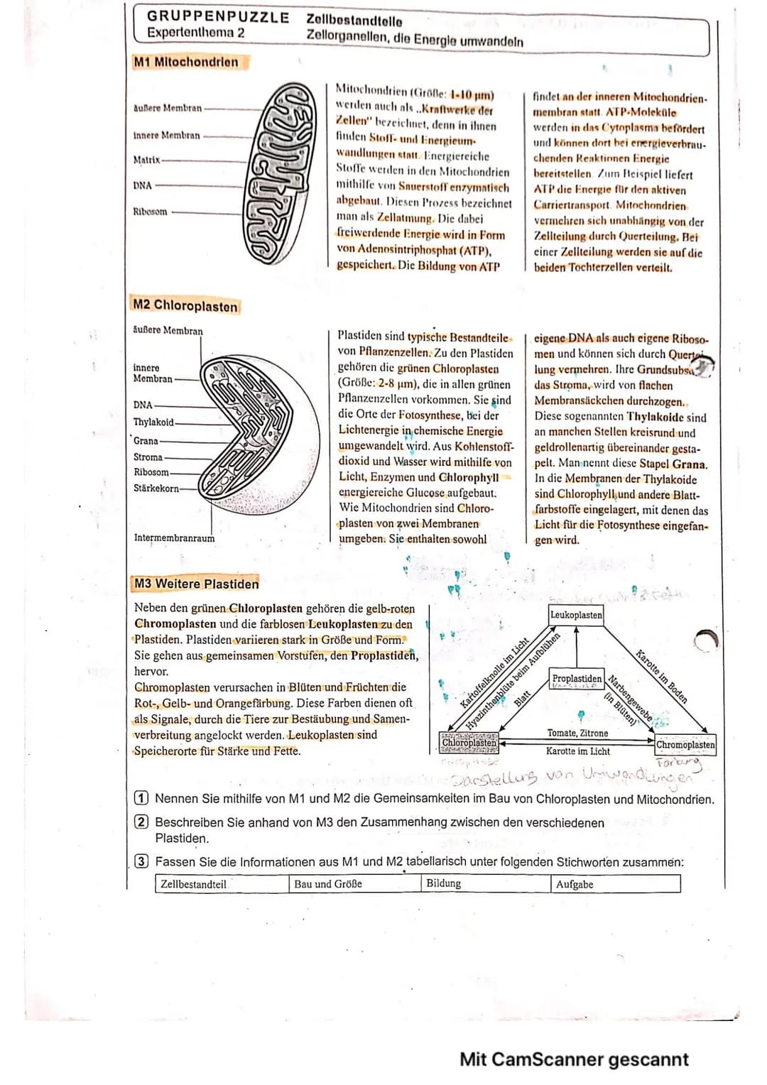 C
(
Mitochondrien & Chloroplasten
Pennen sie mithilfen von dem Mitochondrien & den Chloroplast
die Gemeinsamkeiten im Bau
Gemeinsamkalen
- v