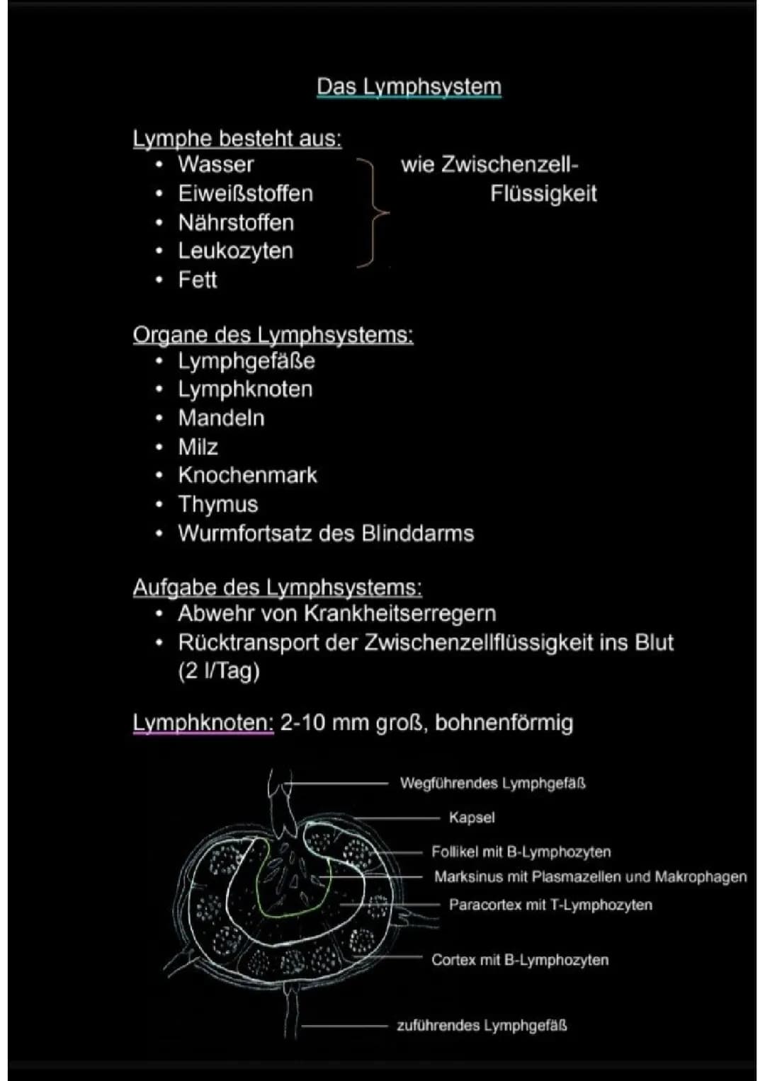 Lymphsystem einfach erklärt: Aufbau, Funktion und Erkrankungen