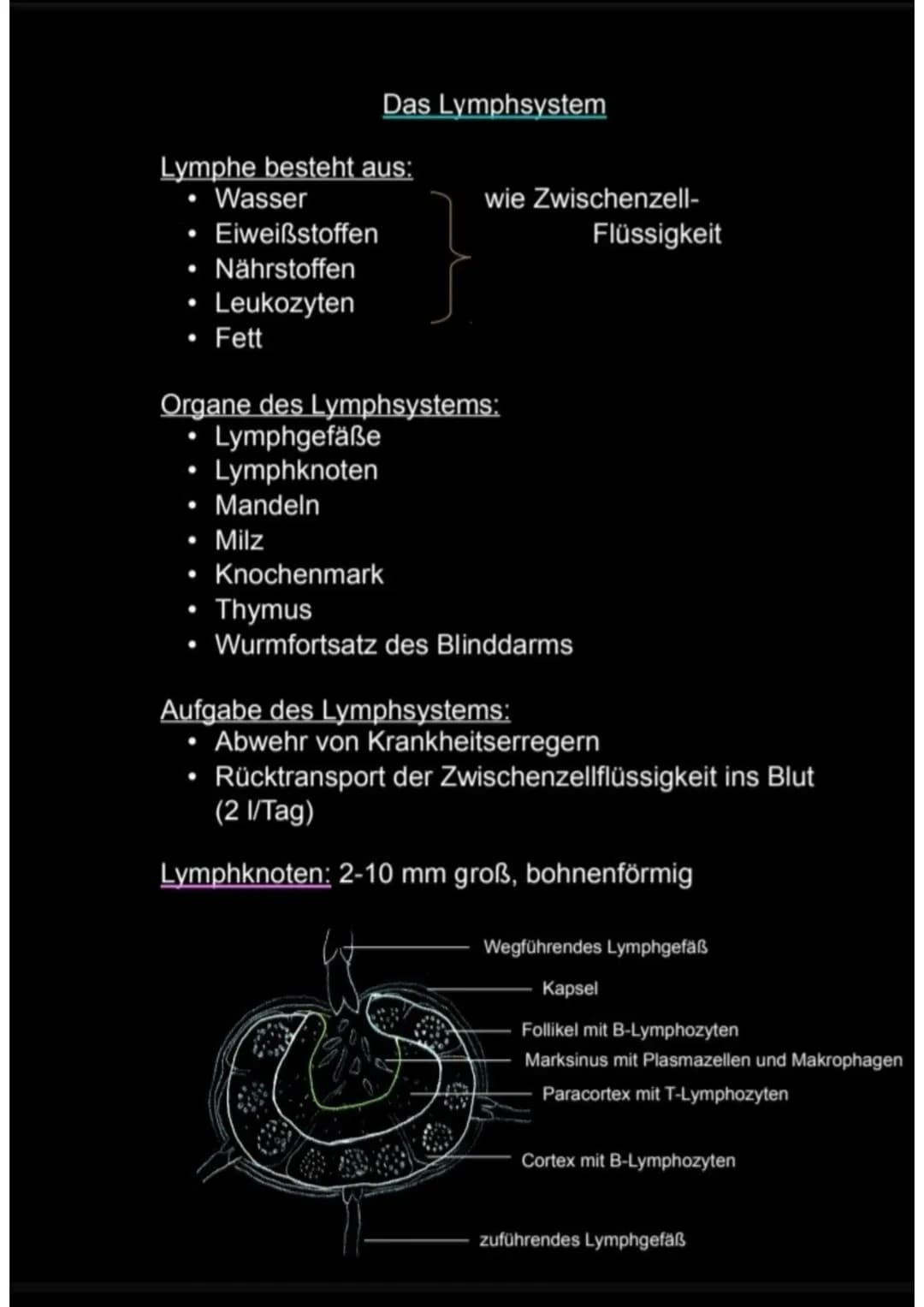 Das Lymphsystem
Lymphe besteht aus:
Wasser
• Eiweißstoffen
• Nährstoffen
• Leukozyten
• Fett
wie Zwischenzell-
Flüssigkeit
Organe des Lymphs