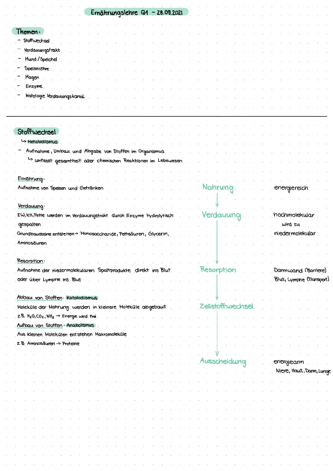 Organe der Verdauung